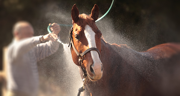 Photo of a horse receiving a bath by a trainer