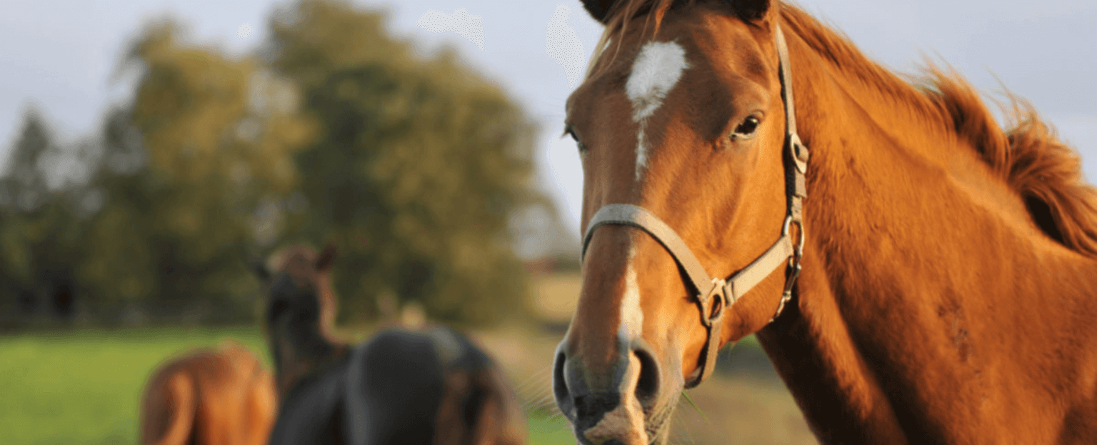 Equine Sales and Use Tax Dean Dorton CPAs and Advisors Accounting