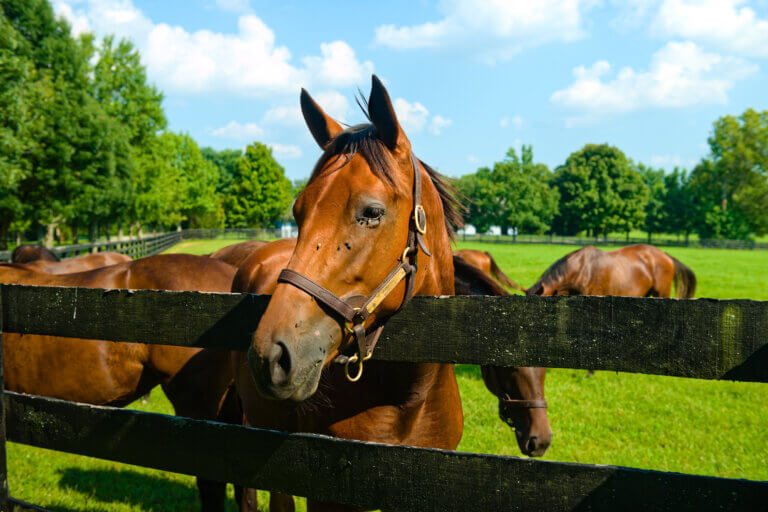 dorton Year-End Tax Planning for Horse and Farm Owners