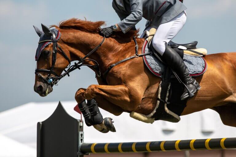 dorton Choosing the Right Accounting Software: A Make‑or‑Break Decision for Equine Businesses 