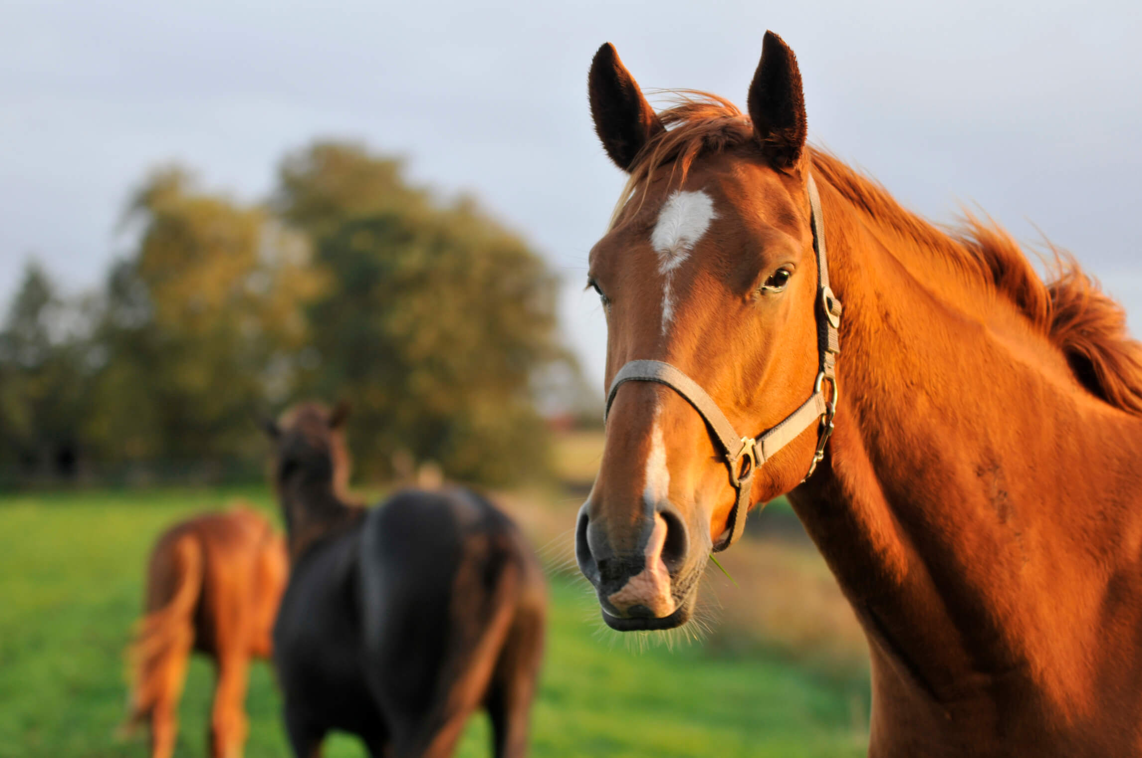 dorton Protecting Your Equine Assets: Why the Annual Insurance Renewal Process Matters