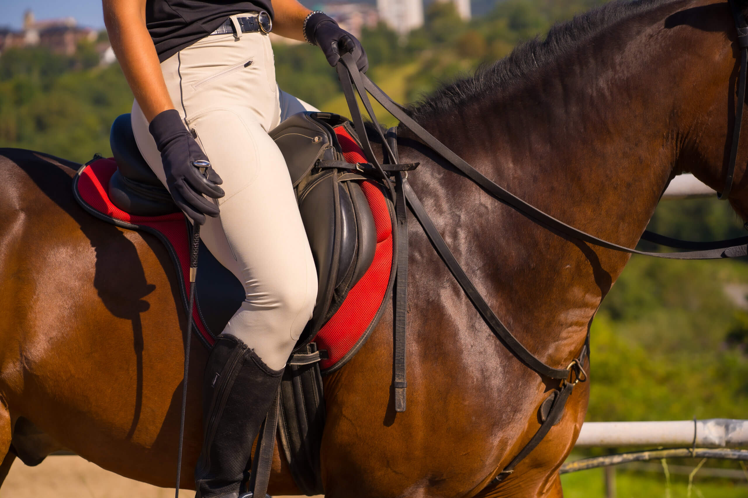 dorton When Horse Deals Lead to Tax Bills: Understanding Sales and Use Tax Risks  